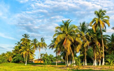 Le site Guyane Révélée est en ligne