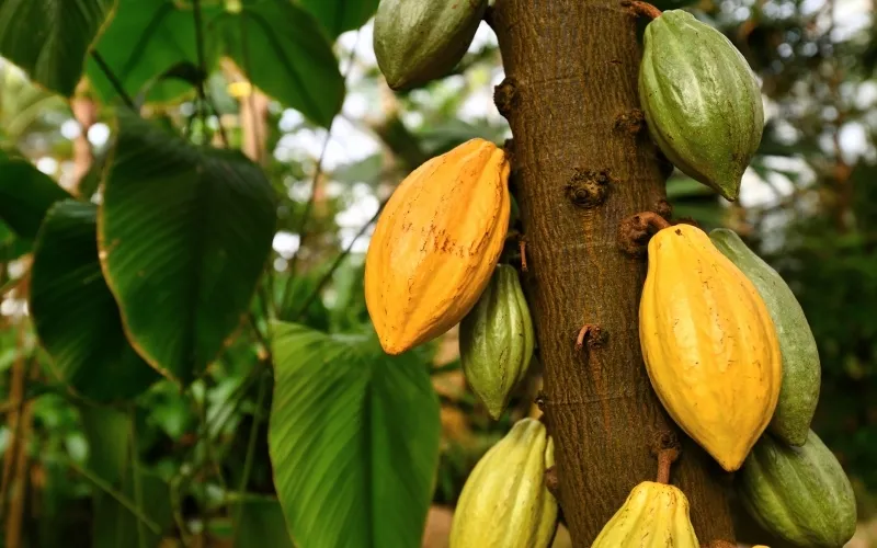 transformation du cacao 