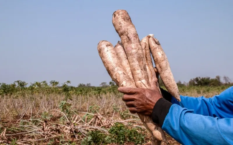 iracoubo guyane manioc